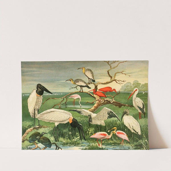 Cegonhas, Guarás, Colhereira by Emil August Göldi