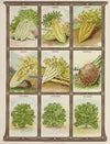 Celery, Celeriac, Collards (1921)