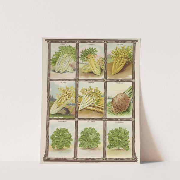 Celery, Celeriac, Collards (1921) by Genesee Valley Lithograph Co.