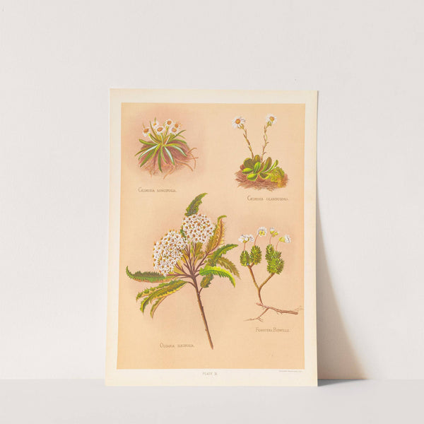 Celmisia longifolia, Celmisia Glandulosa, Olearia Ilicifolia by Georgina Burne Hetley