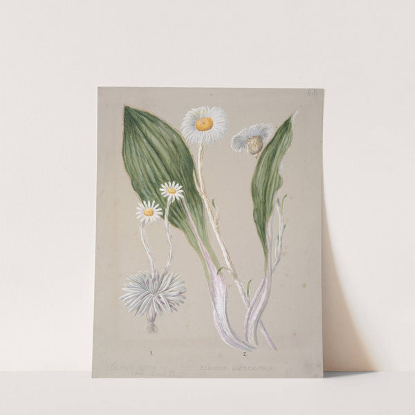 Celmisia (mountain daisy) by Sarah Featon