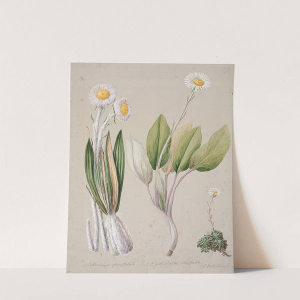 Celmisia by Sarah Featon