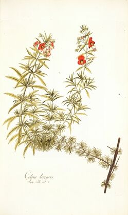 Celsia linearis