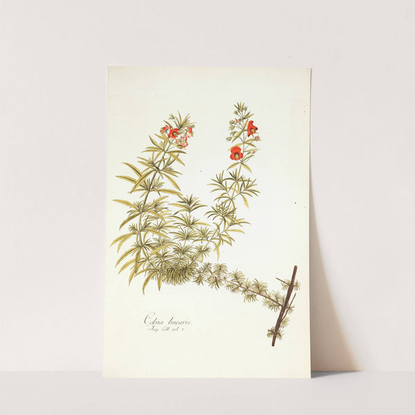 Celsia linearis by Nikolaus Joseph Freiherr von Jacquin