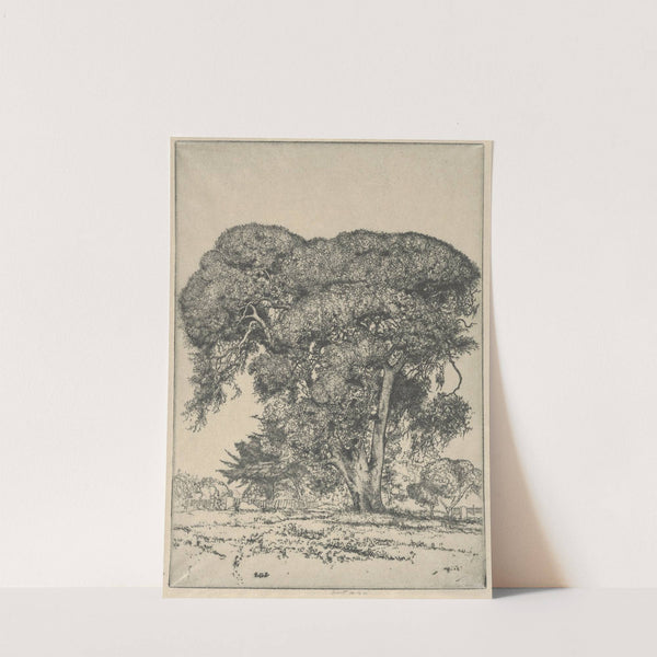 Cemetery Live Oak (1916) by Ernest Haskell