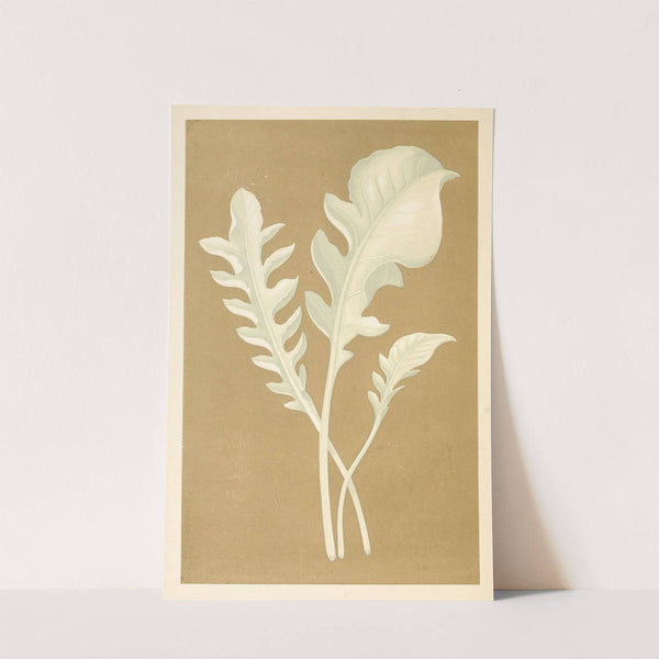 Centaurea Candidissima by Edward Joseph Lowe