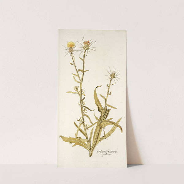 Centaurea verutum by Nikolaus Joseph Freiherr von Jacquin