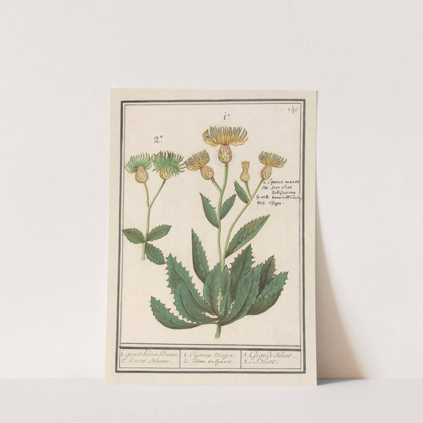 Centauri (Centaurea) 1. groote Koorn bloeme. 2. Koorn Bloeme. (1596-1610) by Anselmus Boëtius de Boodt
