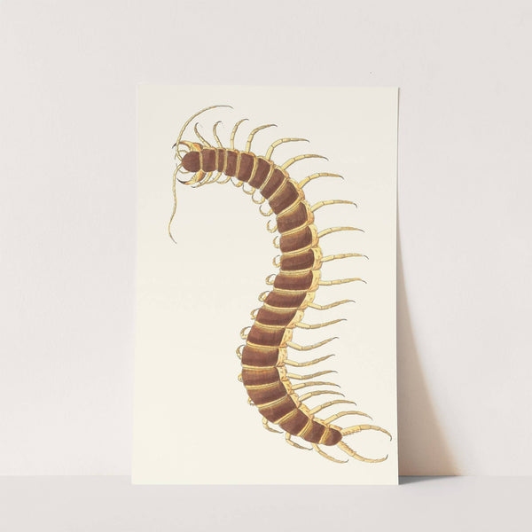 Centipede by George Shaw