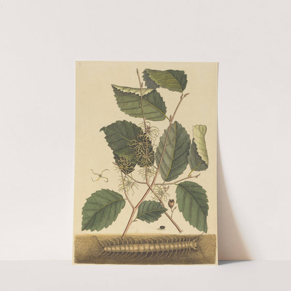 Centipede (Scolopendra morsitans) by Mark Catesby