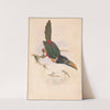 Central American aracari (1870) by William Matthew Hart