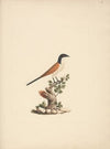 Centropus monachus (Blue-Headed Coucal)