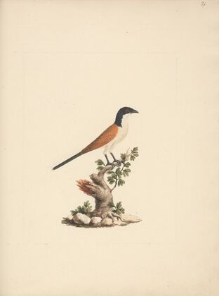 Centropus monachus (Blue-Headed Coucal)