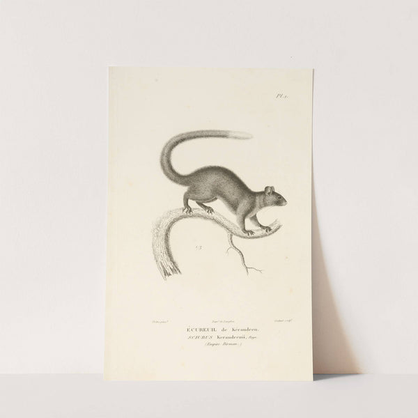 Centurie zoologique Pl.01 by René-Primevère Lesson