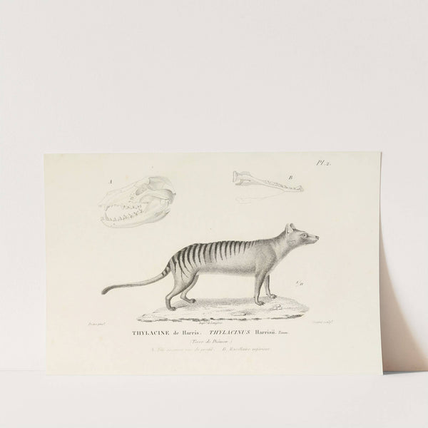 Centurie zoologique Pl.02 by René-Primevère Lesson