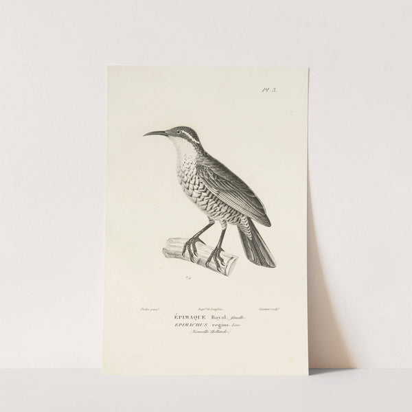 Centurie zoologique Pl.03 by René-Primevère Lesson