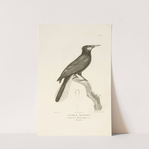 Centurie zoologique Pl.07 by René-Primevère Lesson