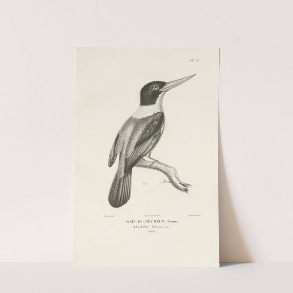 Centurie zoologique Pl.08 by René-Primevère Lesson