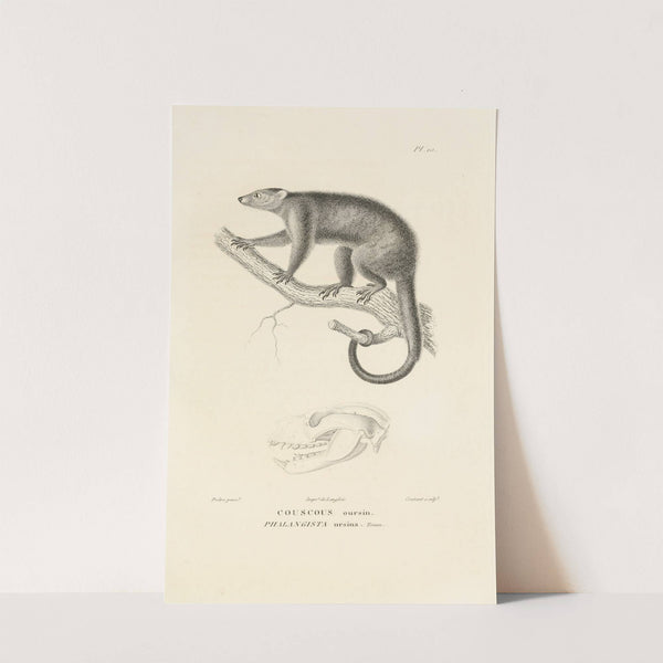 Centurie zoologique Pl.10 by René-Primevère Lesson