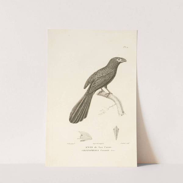 Centurie zoologique Pl.11 by René-Primevère Lesson