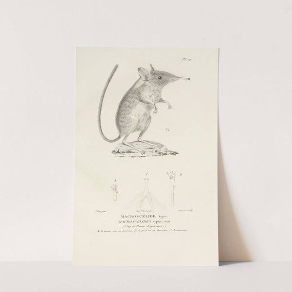 Centurie zoologique Pl.12 by René-Primevère Lesson