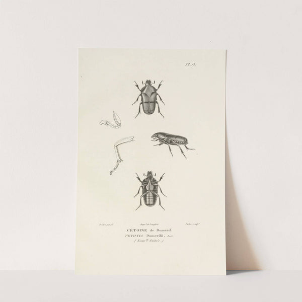 Centurie zoologique Pl.13 by René-Primevère Lesson