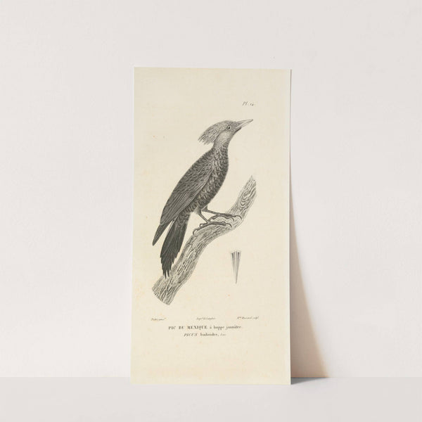 Centurie zoologique Pl.14 by René-Primevère Lesson