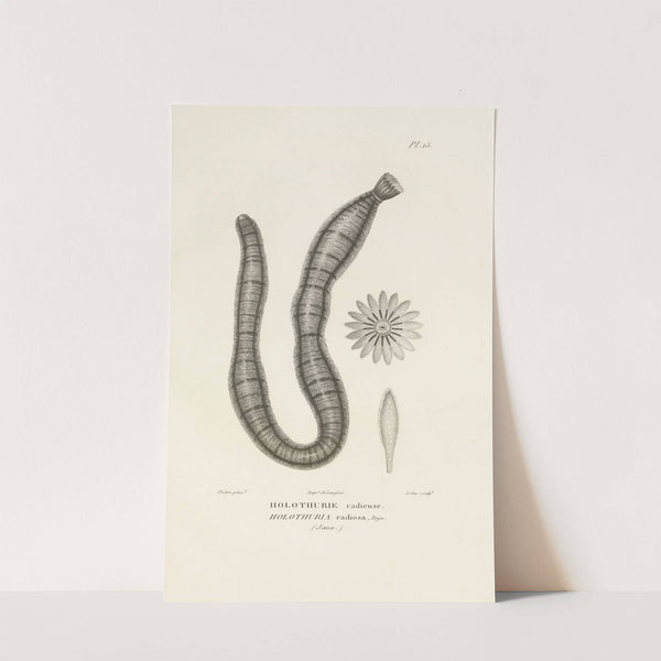 Centurie zoologique Pl.15 by René-Primevère Lesson