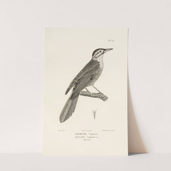 Centurie zoologique Pl.16 by René-Primevère Lesson