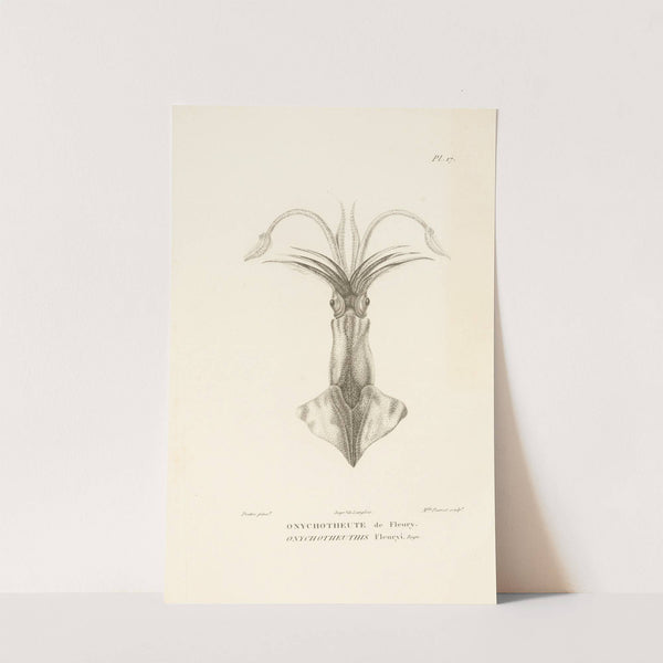 Centurie zoologique Pl.17 by René-Primevère Lesson