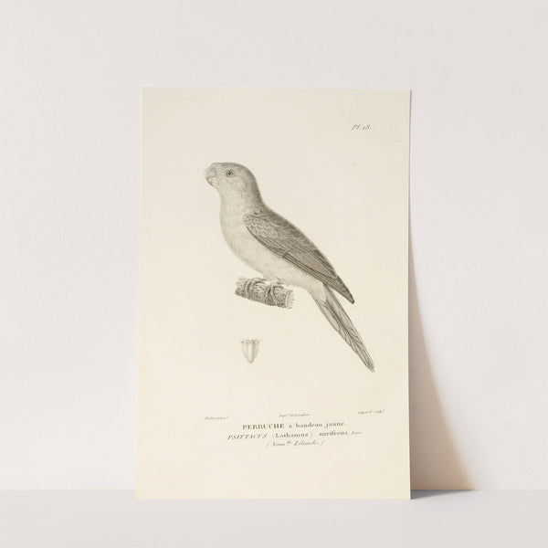 Centurie zoologique Pl.18 by René-Primevère Lesson