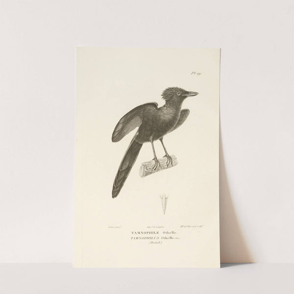 Centurie zoologique Pl.19 by René-Primevère Lesson