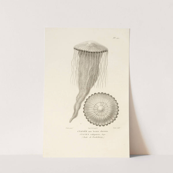 Centurie zoologique Pl.20 by René-Primevère Lesson