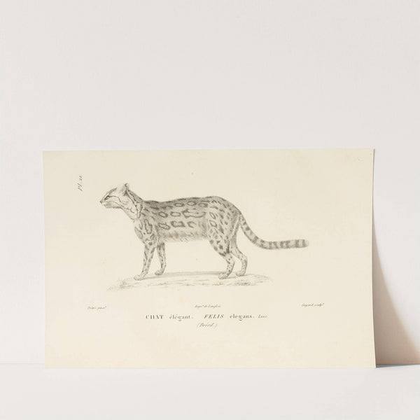 Centurie zoologique Pl.21 by René-Primevère Lesson