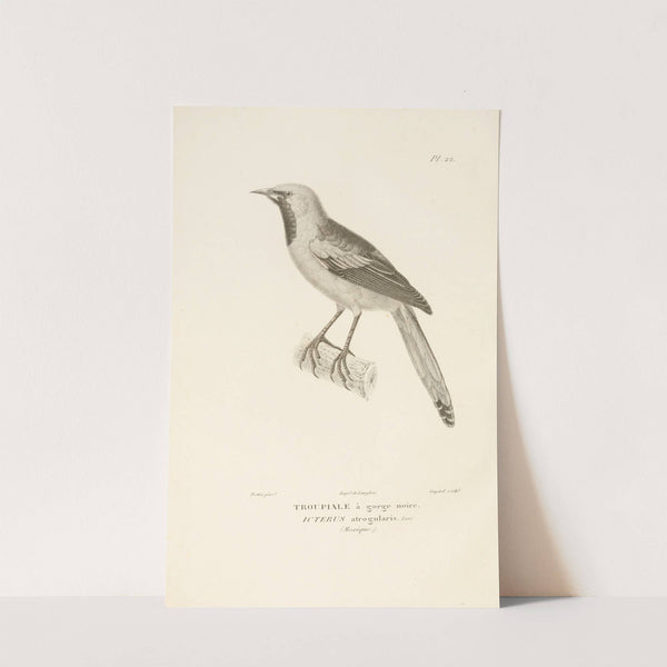 Centurie zoologique Pl.22 by René-Primevère Lesson