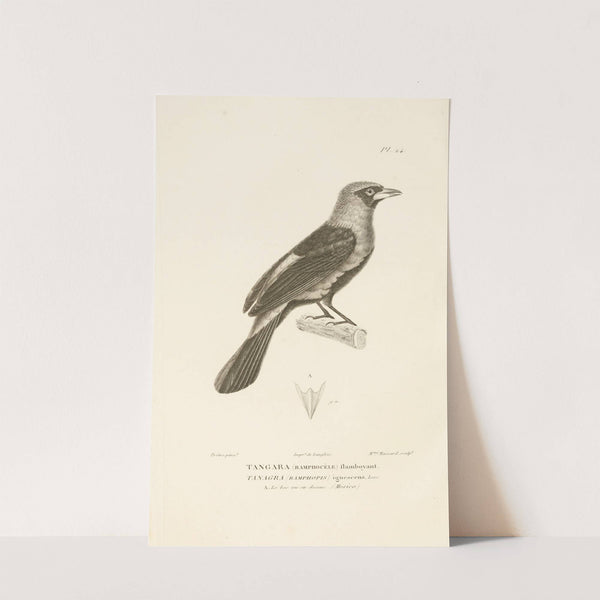 Centurie zoologique Pl.24 by René-Primevère Lesson