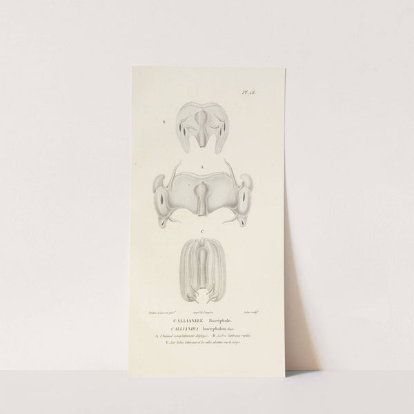 Centurie zoologique Pl.28 by René-Primevère Lesson