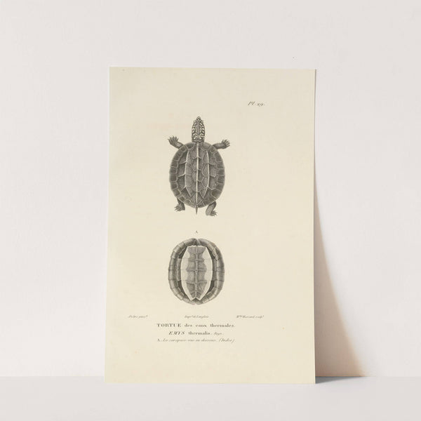 Centurie zoologique Pl.29 by René-Primevère Lesson