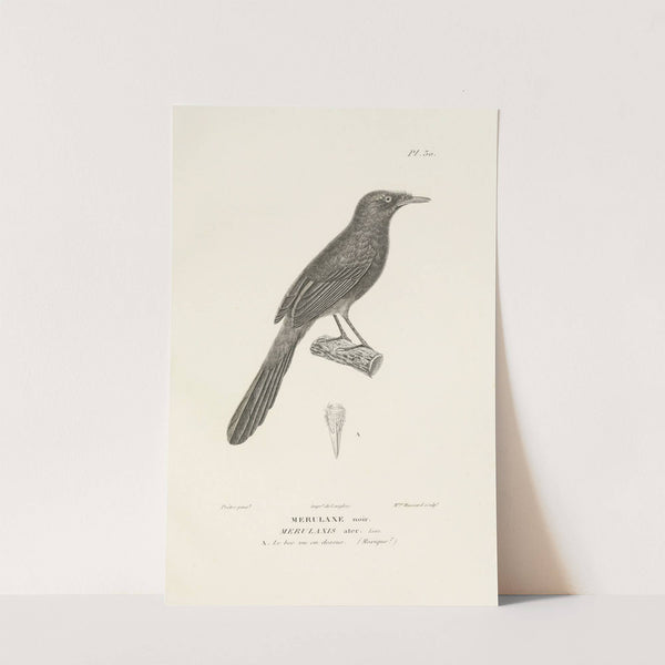 Centurie zoologique Pl.30 by René-Primevère Lesson