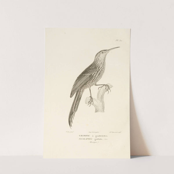 Centurie zoologique Pl.32 by René-Primevère Lesson