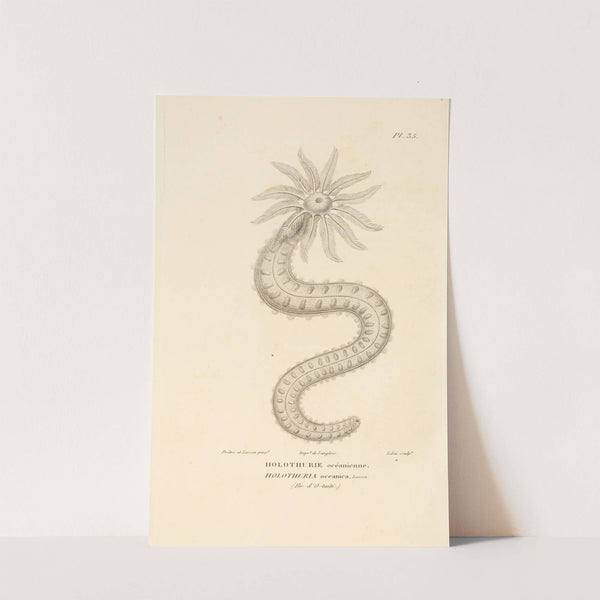 Centurie zoologique Pl.35 by René-Primevère Lesson