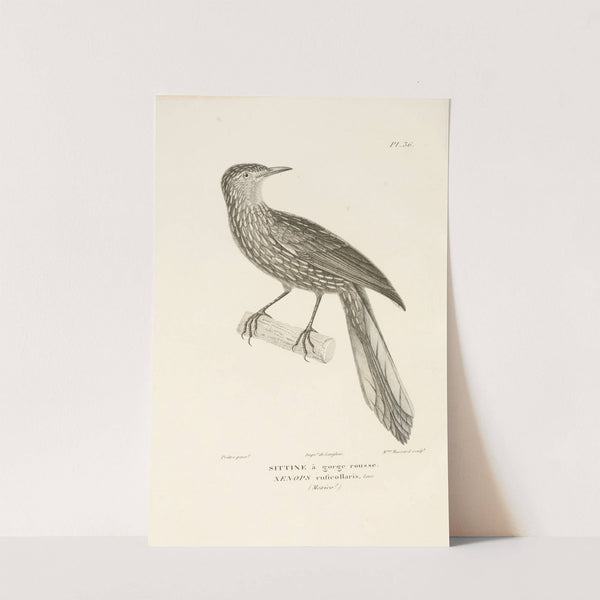 Centurie zoologique Pl.36 by René-Primevère Lesson