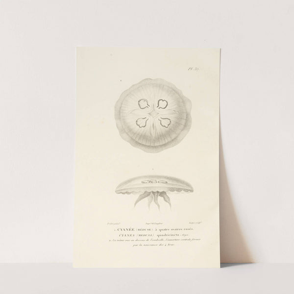 Centurie zoologique Pl.37 by René-Primevère Lesson