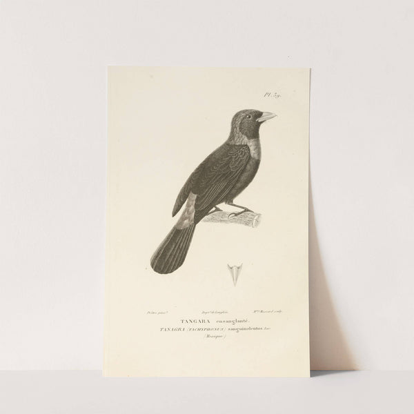 Centurie zoologique Pl.39 by René-Primevère Lesson