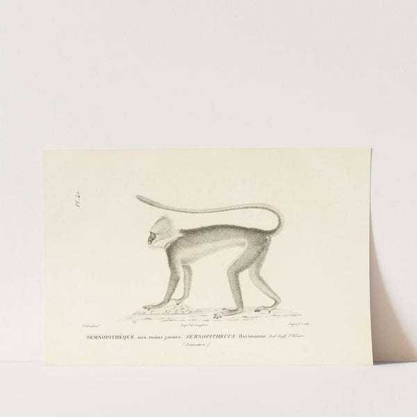 Centurie zoologique Pl.40 by René-Primevère Lesson