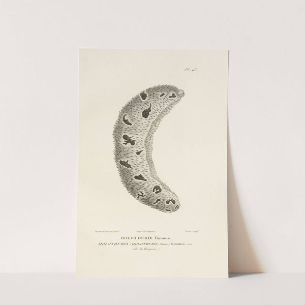 Centurie zoologique Pl.43 by René-Primevère Lesson