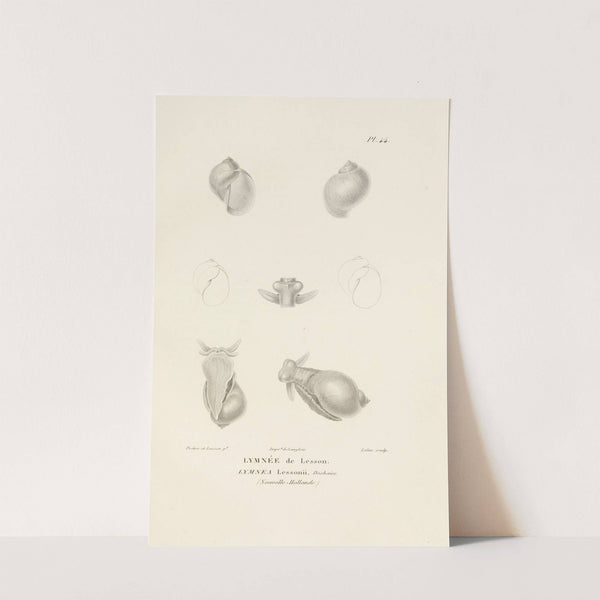 Centurie zoologique Pl.44 by René-Primevère Lesson