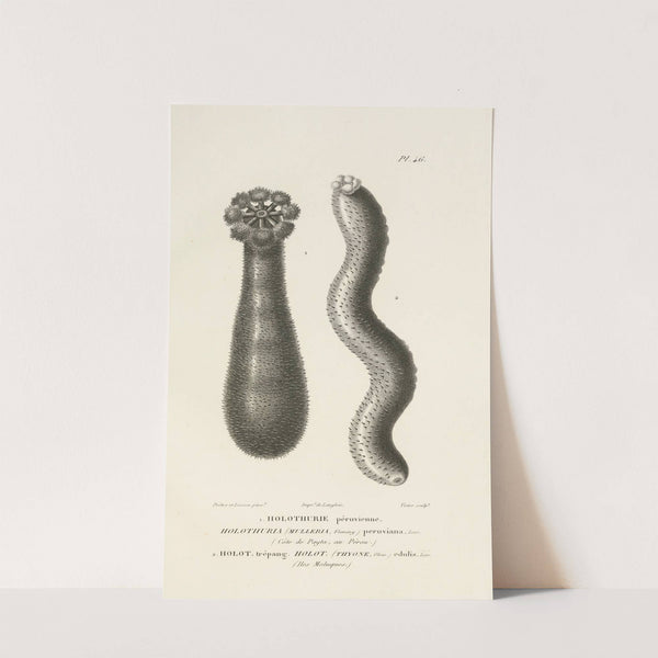 Centurie zoologique Pl.46 by René-Primevère Lesson