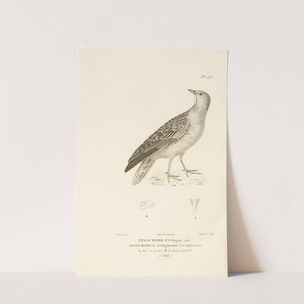 Centurie zoologique Pl.48 by René-Primevère Lesson