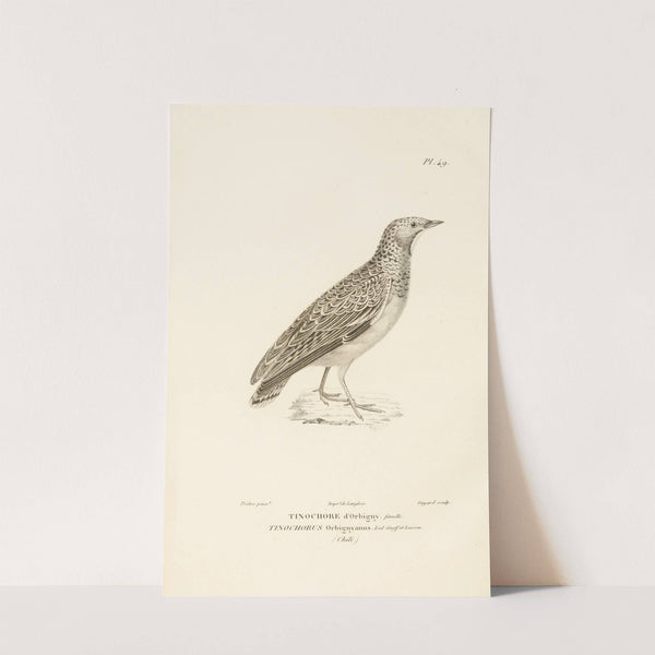 Centurie zoologique Pl.49 by René-Primevère Lesson